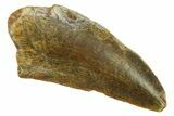 Fossil Abelisaurid Dinosaur (Kryptops) Tooth - Niger #283926-1